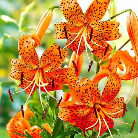 Молд силиконовый (вайнер) лепесток Лилии большой, комплект 2 шт (95•40 мм) fsl-007